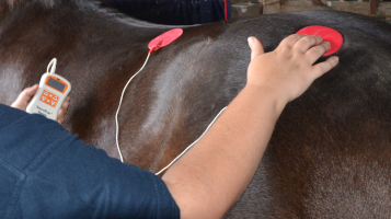 equine EQ electro treatment